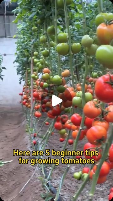 Home Gardening on Instagram: "5 beginner tips for growing tomatoes #garden #gardening #planting #farming #tomato" Grow Tomatoes In Pots, Green House Tomatoes, Tomato Growing Ideas, Vegetable Garden Hacks, Planting Tomatoes In Garden, Diy Herb Garden Outdoor, Tomato Plants Growing Tips, Tomato Pot, Tomato Growing Tips