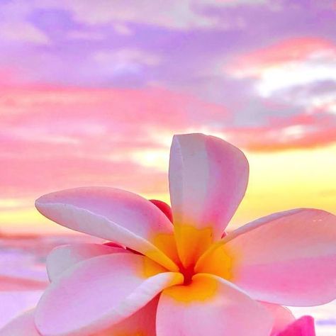 Tropical Mermaid, Hawaii Aesthetic, Beach Instagram, Pink Cloud, Mermaid Aesthetic, Hawaii Life, Hawaiian Flowers, Honolulu Hawaii, Pink Clouds