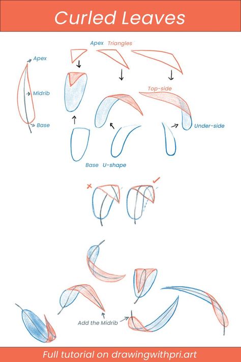 How to draw curled leaves How To Draw Foliage, Learn To Draw Nature, Foliage Drawing Leaves, Drawing Leaves Easy, Flowers And Leaves Drawing, Drawing Foliage, Drawing Of Leaves, Leaves Tutorial Drawing, Drawing Leaves Step By Step