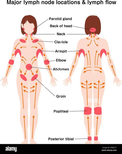 Location Of Lymph Nodes, How To Do A Lymph Cleanse, Lymph Drainage Massage Back, Where Are Your Lymph Nodes, Where Are Lymph Nodes Located, Stimulate Lymph System, Lymph Drainage Points, Lymph Drainage Stretches, Unclog Lymph Nodes