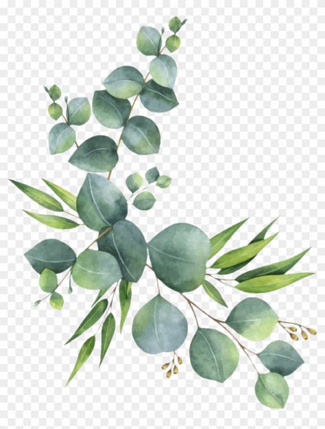 Eucalyptus Clipart, Watercolor Flowers Png, Branch Leaves, Flower Png Images, Vector Border, Feuille Eucalyptus, Leaf Drawing, Deco Floral, Watercolor Leaves