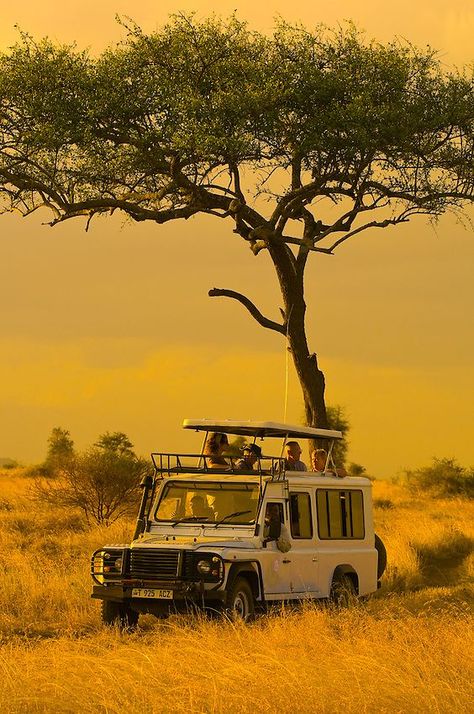 Rp Pfp, Tanzania Travel, Tanzania Safari, Serengeti National Park, On Safari, Africa Destinations, Africa Do Sul, Safari Travel, 사진 촬영 포즈