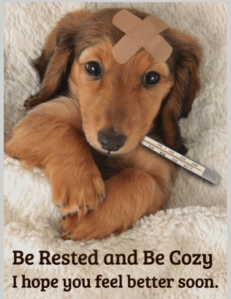 Feel better soon Feel Better Soon, Get Well Quotes, Dogs Stuff, Get Well Wishes, Birthday Calendar, Pet Insurance, Pet Hacks, Get Well Soon, Get Well Cards