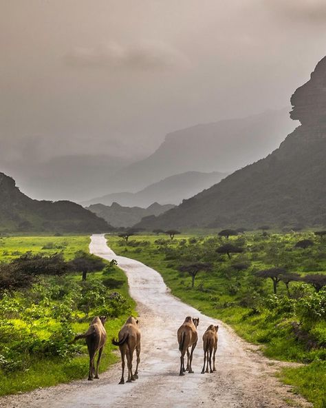 Greenery and camels Do you think it is a Photoshop ? Well, you'll find camels in the desert, the beach, and everywhere in #Oman Fizayah , #Salalah , #Dhofar Insta credit: @KKharusi #OmanByYou #ExperienceOman #BeautyHasAnAddress Oman Beach, Salalah Oman, Sultanate Of Oman, Salalah, Muscat, Other Countries, In The Desert, Oman, The Desert