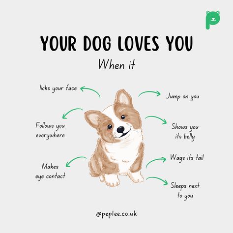 Where To Pet A Dog, Getting A Dog, Dog Body Language, Dog Remedies, Dog Advice, Puppy Mom, Dog Kisses, Joyful Life, Helpful Things