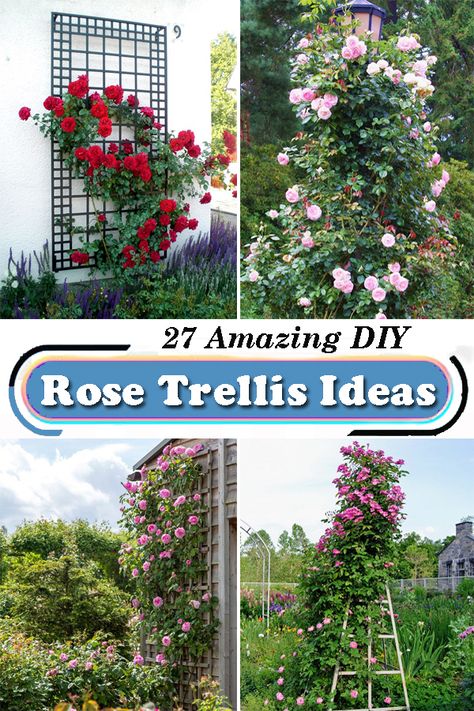 Climbing Roses Trellis Arches, How To Make A Climbing Rose Trellis, Modern Rose Garden Design, How To Build A Rose Trellis, Diy Rose Trellis How To Build, Climbing Rose Front Of House, Rose Lattice Ideas, Rambling Roses Ideas, Rose Bush Trellis Ideas Diy