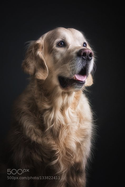 Golden Retriever Photoshoot, Dog Portraits Photography, Golden Retriever Pictures, Golden Retriever Photography, Golden Retriever Portrait, Dog Photography Studio, Puppy Photoshoot, Dog Portrait Photography, Dog Drawing Simple