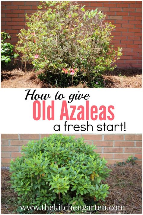 Pruning Azaleas, Azaleas Landscaping, Azaleas Care, Azalea Bush, Azaleas Garden, Florida Gardening, Landscape Designs, The Secret Garden, Garden Yard Ideas