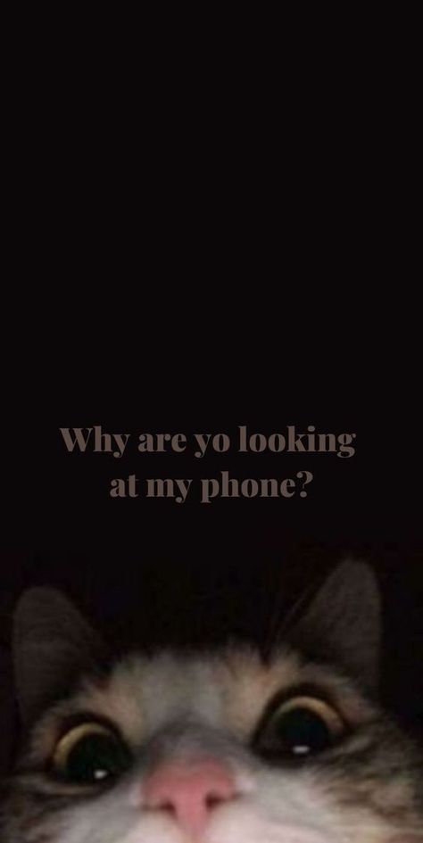 Aesthetic Cute Lockscreens, What Are You Looking At Wallpaper, Funny Quotes For Wallpaper, Random Wallpapers Funny, Cute Cats Aesthetic Wallpaper, Aesthetic Screen Wallpaper, Funny Backgrounds Iphone, Aesthetic Cat Wallpaper Iphone, Phone Lock Screen Aesthetic