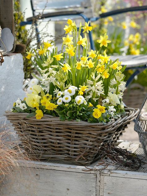 Woman planting yellow-white spring basket (3/3) Spring Flowers In Pots, Spring Flower Pots Outdoor, Spring Basket Ideas, Spring Planter, Spring Basket, Spring Outdoor, Flower Pots Outdoor, Outdoor Flowers, Garden Containers