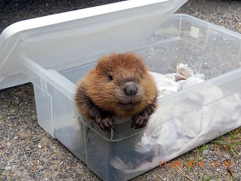 Cutest Animals, Wild Life, Beaver Pictures, North American Beaver, Baby Beaver, Animal Babies, Awesome Animals, Animal Pics, Sweet Animals