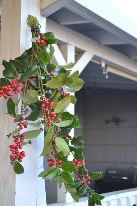 Holly branches are tied together to create holly swag decor for a front porch #hollydecor #1905farmhouse #christmasporchdecor #outdoorchristmasdecor #naturalchristmasdecor Holly Decorations Christmas, Holly Decor, Decorating With Holly, Holly Garland, Holly Christmas Decorations, Decorating With Holly Branches, Real Holly Christmas Decorations, Fresh Holly Decor, Spruce Branches Christmas Decor