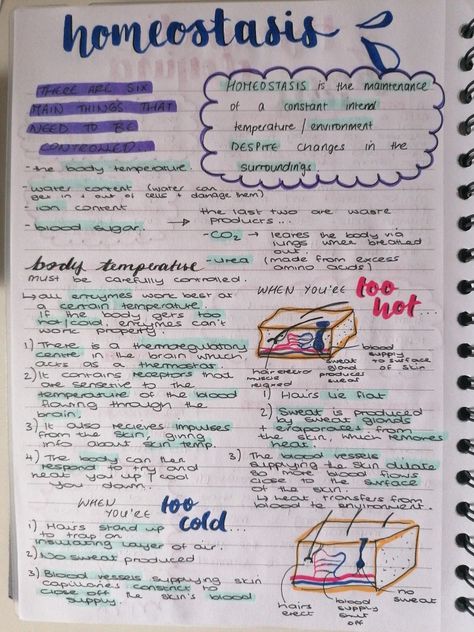 Homeostasis Biology Notes Gcse, Biology Revision Gcse Infection And Response, Aqa Gcse Combined Science, Biology Flashcards Gcse, Biology Homeostasis Notes, Aqa Gcse Science Revision Notes, Igcse Ict Notes, Gcse Combined Science Revision, Coordination And Response Biology Notes