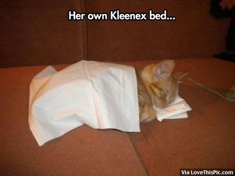 Kleenex Bed For Kitten cute animals cat cats adorable animal kitten animal pictures Sleep Meme, Sleeping Animals, Monday Humor, Sleeping Kitten, Cat Sleeping, Cute Memes, Meme Faces, Cat Care, Instagrammer