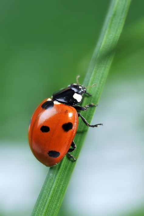 Did You Know That You Are Supposed to Put Live Ladybugs in The Fridge? Nature Photography Insects, Types Of Ladybugs, Ladybird Photography, Bugs Reference, Art Inspiration Nature, Bugs Photography, Ladybug Photos, Insects Pictures, Ladybug Animal