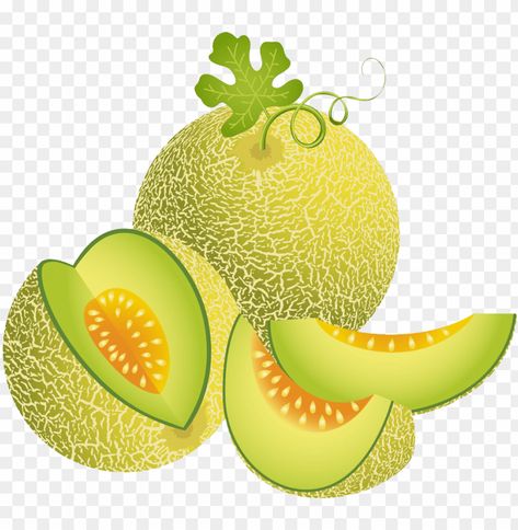 Melon Illustration, Melon Cartoon, Buah Melon, Crab Cartoon, Potted Fruit Trees, Background Png Images, Vegetable Design, Vegetable Illustration, Fruits Drawing