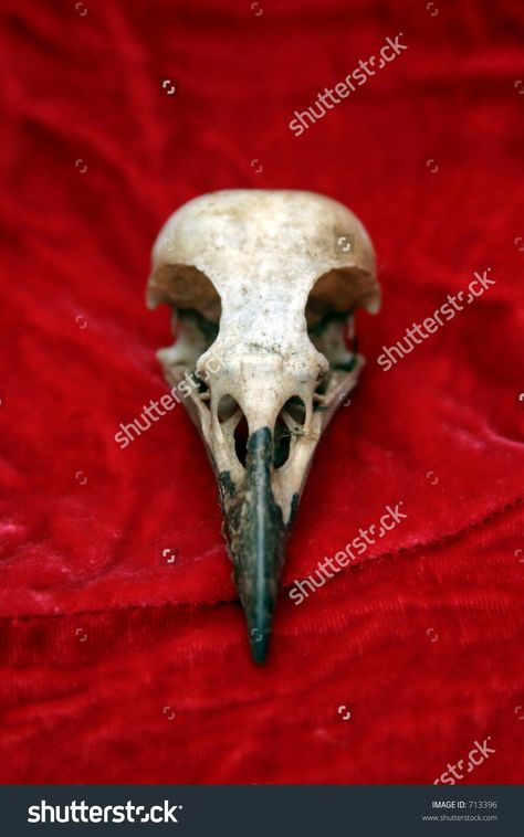 Raven Skull Reference, Crow Skull Reference, Crow Skull Drawing, Crow Skull Tattoo, Bone Reference, Eagle Skull, Skull Reference, Cats Art Drawing, Animal Skeletons