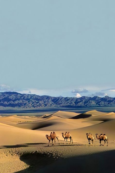 Bactrian Camel, When The Wind Blows, Deserts Of The World, Gobi Desert, Desert Life, Rare Animals, Dinosaur Fossils, Leopards, Sand Dunes