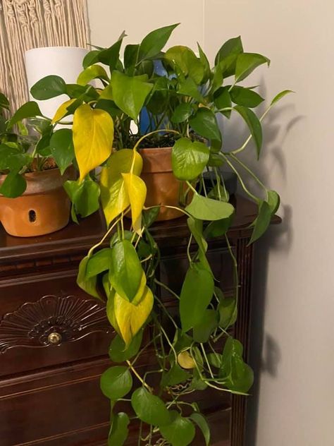 Green pothos plant drooping with yellow leaves How To Get Pothos To Vine, Why Is My Pothos Turning Yellow, Indoor Pothos Trellis, Peace Plant Care, Yellow Leaves On Pothos, In Door Plants Idea, Pothos Arrangement Ideas, Plant Asthetic Picture, Pothos Plant Care Tips