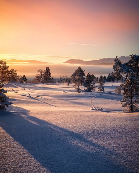 Snowday Activities, Snowy Field, Snow Covered Trees, Portrait Photos, Winter Magic, Snowy Mountains, Winter Aesthetic, Winter Landscape, Photo Reference