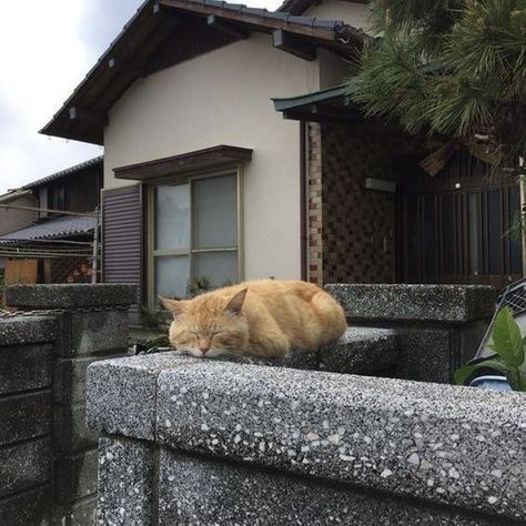 Cat Island, Loaf Of Bread, Orange Cat, Bread, Puppies, Japan, Instagram Photos, Orange, Wall