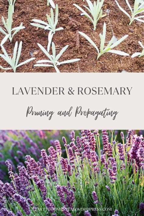 Discover step-by-step instructions for pruning and propagating lavender and rosemary. Keep your plants healthy, compact, and ready for the next season with these easy tips. Propagating Lavender, How To Propagate Lavender, Lavender And Rosemary, Step By Step Instructions, Rosemary, Step By Step, Lavender, The Next, Plants