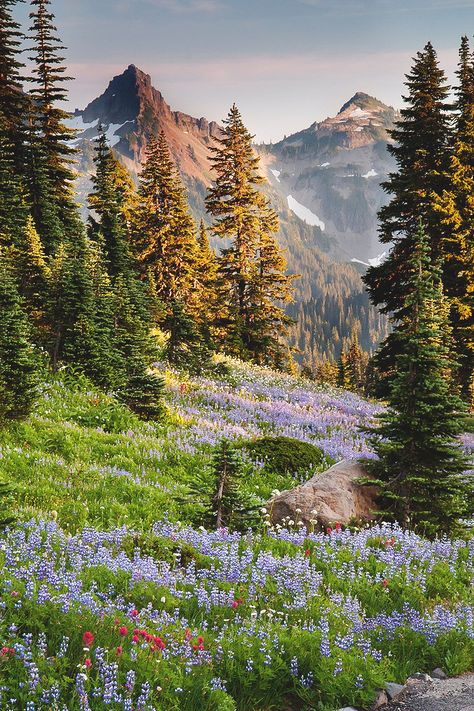 Beauty Rendezvous Mt Rainier, Rainier National Park, Mountain Scene, Alam Yang Indah, Pine Trees, Nature Aesthetic, Pretty Places, In The Mountains, Amazing Nature