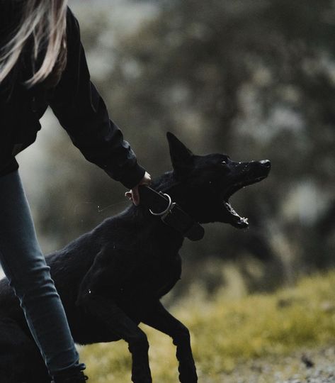 Dog Sports Aesthetic, Black German Shepherd Photography, Black Malinois Dog, Dog Handler Aesthetic, Protection Dog Aesthetic, Working Dog Aesthetic, K9 Aesthetic, Working Dog Photography, Working German Shepherd