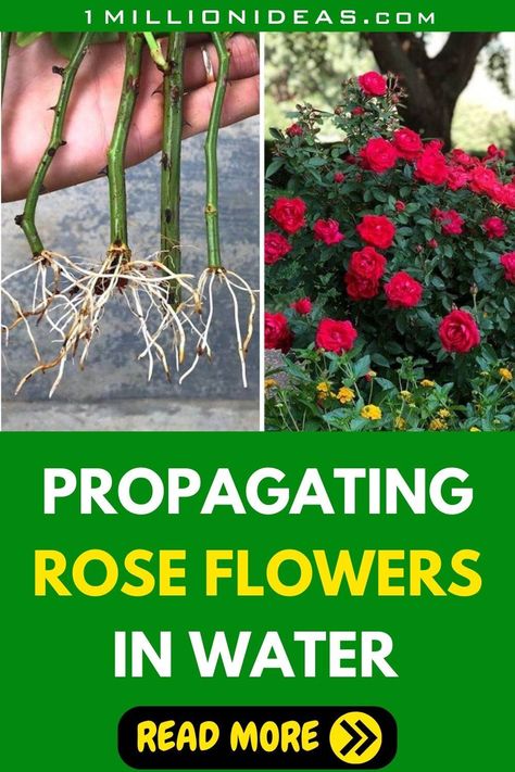 Propagating Roses In A Water Glass To Save Money And Enjoy More Flowers Roses In Water, Propagating Roses, Rooting Roses, Rose Cuttings, Rose Bushes, Rose Plant, Rose Care, Gardening Techniques, Beautiful Outdoor Spaces