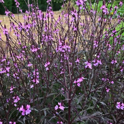 verbena officinalis var. BAMPTON Verbena Officinalis Bampton, Verbena Bampton, Verbena Officinalis, Plant Knowledge, Circular Lawn, Moths And Butterflies, Hardiness Zones, Planting Plan, Gravel Garden