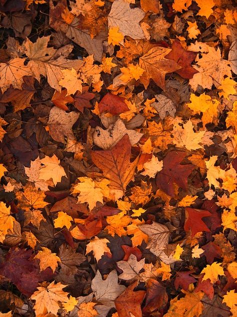 Download this free picture about Fall Foliage Autumn Leaves from Pixabay's vast library of public domain images and videos. Leaves On The Ground, Fall Diffuser Blends, Photo Halloween, Autumn Beauty, Seasons Of The Year, Fall Pictures, Mesopotamia, Autumn Cozy, Autumn Aesthetic