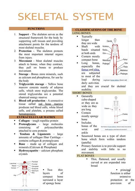 Skeletal- System - SKELETAL SYSTEM FUNCTIONS 1. Support - The skeleton serves as the structural - Studocu Skeletal System Flashcards, The Skeletal System Anatomy, Skeleton System Project, Skeleton System Anatomy, Skeletal System Anatomy Notes, Skeletal System Notes, Skeleton Notes, Skeletal System Project, Skeletal System Anatomy