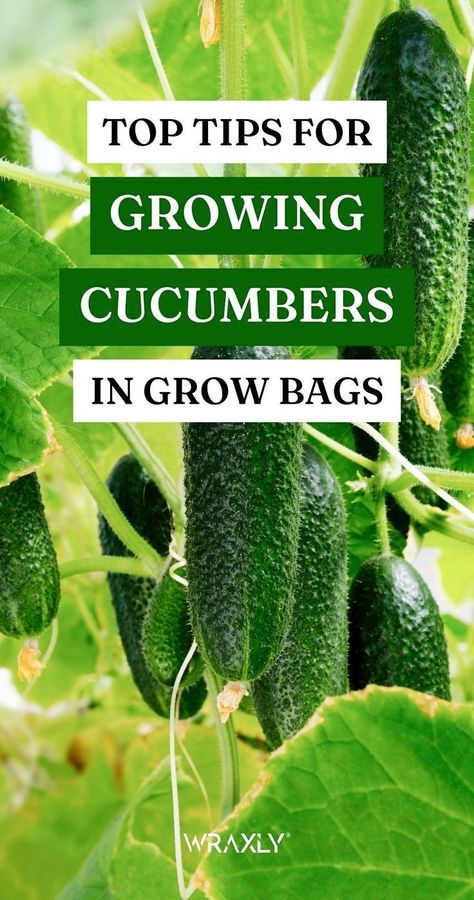 Growing Cucumbers In Containers, Cucumbers In Containers, Cucumber Garden, Fabric Grow Bags, Garden Cucumbers, How To Grow Cucumbers, Cucumber Seedlings, Grow Cucumbers, Gemüseanbau In Kübeln