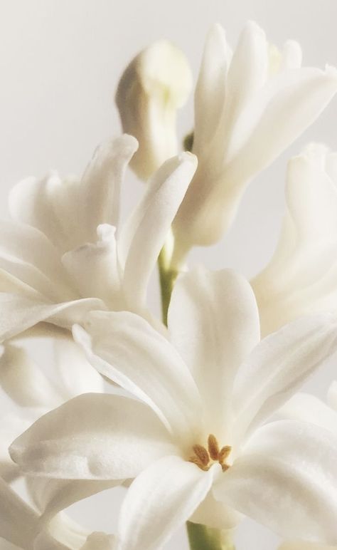 Natural Ingredients Aesthetic, Ylang Ylang Aesthetic, Vanilla Flower Aesthetic, Jasmine Flower Aesthetic, Jasmine Photography, Vanilla Aesthetic, Flower Close Up, Jasmine Flower, Perfume Design