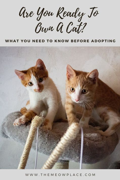 Adopting a cat isn't just getting yourself a pet. It's investing in a new family member that you are obligated to love and care for, just as you would another human. Find out if you're ready for the responsibility and what the cost of cat care may be at The Meow Place blog. cat care tips | cat blog | adopting cats | new kitten | cost of owning a cat | how much do cats cost | cat care expenses Care For Kittens, Owning A Cat For The First Time, Cat Owner Aesthetic, Taking Care Of Kittens, Kitten Checklist, Adopting A Cat, Cat Having Kittens, Adopting A Kitten, Cat Breeds Hypoallergenic