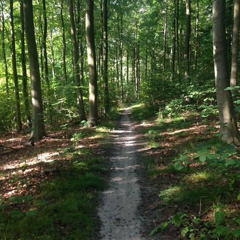 Denmark Forest, Scandinavia Aesthetic, Denmark Aesthetic, Mind Relaxing, Number The Stars, Nature Forest, Aesthetic Things, Faroe Islands, Senior Year