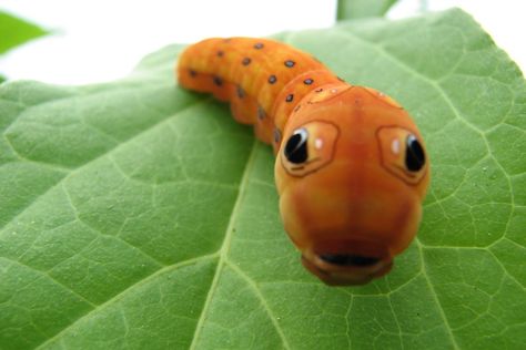 12 Weird and Wonderful Caterpillars | film-and-photo | Earth Touch ... Spicebush Swallowtail, Moth Caterpillar, Cool Bugs, A Bug's Life, Beautiful Bugs, Creepy Crawlies, Arthropods, Arachnids, Bugs And Insects