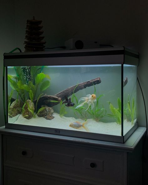 Small Fish Tanks Ideas, Fish Aquarium Ideas Decoration, Fish Tank Goldfish, Bedroom With Fish Tank, Aesthetic Betta Fish Tank, Goldfish Tank Setup, Aquarium In Bedroom, Simple Aquarium Ideas, Peceras Aesthetic