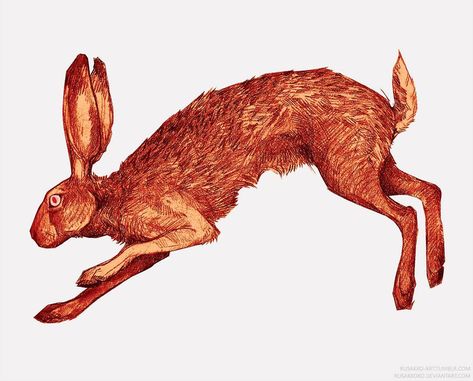 Hare Art Illustrations, Jack Rabbit Illustration, Vintage Rabbit Art, Jackrabbit Art, Hare Reference, Hare Tattoo, Hare Drawing, Hare Pictures, Hare Animal