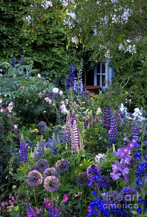 - The Garden Of Love - English Cottage Flower Garden, Purple Cottage Garden, English Style Garden Backyards, Romantic English Garden, English Garden Ideas Landscaping, English Cottage Flowers, English Front Garden, Victorian Cottage Garden, English Cottage Garden Front Yard