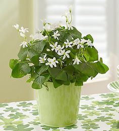 Shamrock Plant, Clover Plant, Green Grapes, Fresh Cut Flowers, Client Gifts, Flowers Online, Durban, Plant Gifts, Plant Life