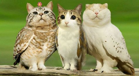 When a Cat and an Owl Develop a Beautiful Friendship Animal Mashups, Photoshopped Animals, Owl Cat, Mean Cat, Weird Animals, Silly Cats, Cat Face, Animal Memes, Cat Pics