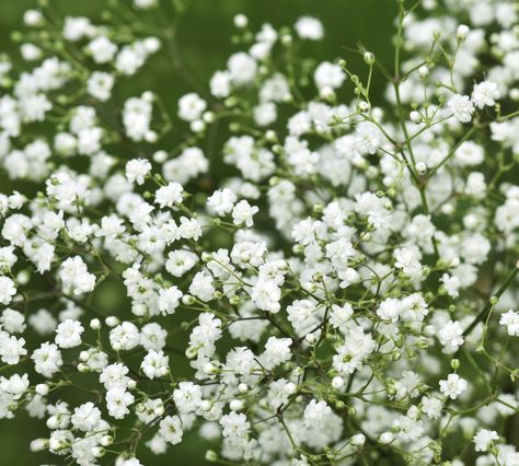 Irresistible to bees and butterflies, discover the ways tiny flowers can have a big influence on containers and borders in your garden design. Tiny White Flowers, Flower Meanings, Small White Flowers, Small Potted Plants, Gardening Advice, Baby's Breath, Flowers Perennials, Little Flowers, Tiny Flowers