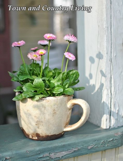 Container Plants, Container Flowers, Teacup Gardens, Deco Nature, Garden Containers, Deco Floral, Country Gardening, Window Sill, Country Living