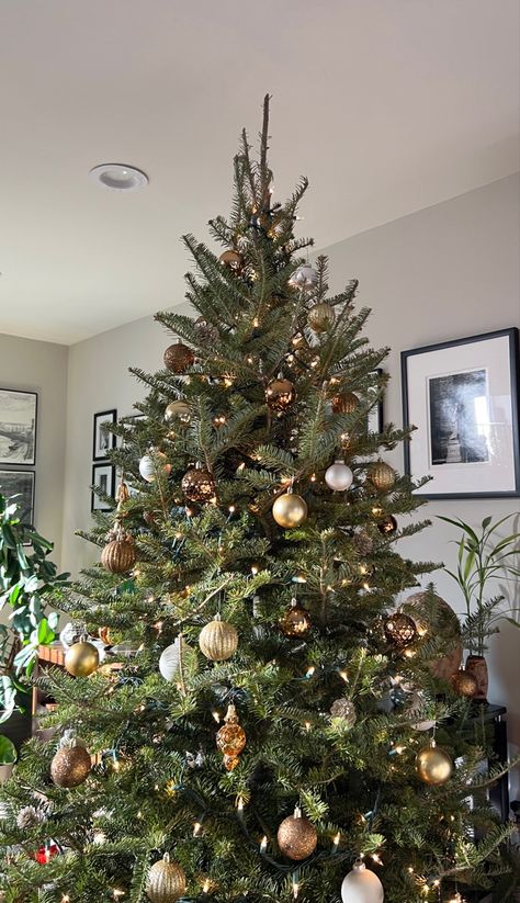 Gold, bronze, and white ornaments on a fresh green Christmas tree with mini white lights Gold And Brown Christmas Tree, Simple Elegant Christmas Tree, Christmas Tree Elegant, Brown Christmas Tree, Gold Christmas Decor, Elegant Christmas Decor, Elegant Christmas Trees, Brown Christmas, Gold Christmas Decorations