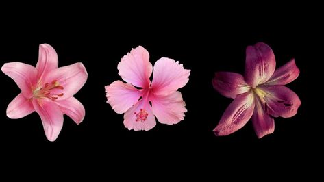 Flower Long Widget, Laptop Wallpaper High Resolution, Coquette Pc Wallpaper, Wallpaper Backgrounds Horizontal, Lenovo Wallpapers, Wallpapers Macbook, Ipad Customization, Laptop Wallpaper Quotes, Macbook Aesthetic