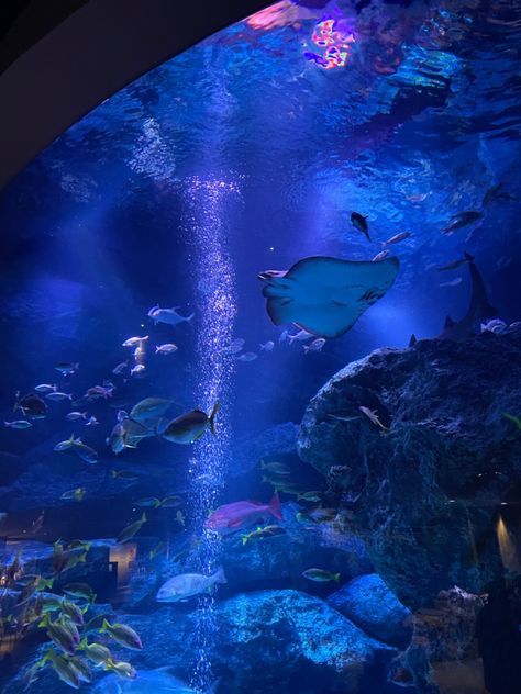 Sea World Aesthetic, Pretty Aquariums, Seacore Wallpaper, Aquarium Aesthetic Wallpaper, Aesthetic Marine Life, Types Of Core Aesthetic, Ocean Core Aesthetic, Marine Life Aesthetic, Aquatic Wallpaper