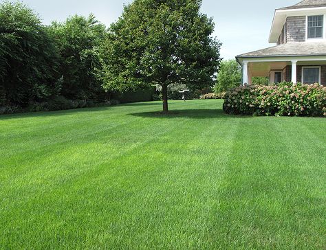 Simple Grass Backyard, Big Grassy Backyard, Big Grass Backyard, Large Open Garden Ideas, Large Grass Backyard, Big Lawn Landscaping, Big House Garden, Large Grass Backyard Ideas, Open Backyard Landscaping Ideas