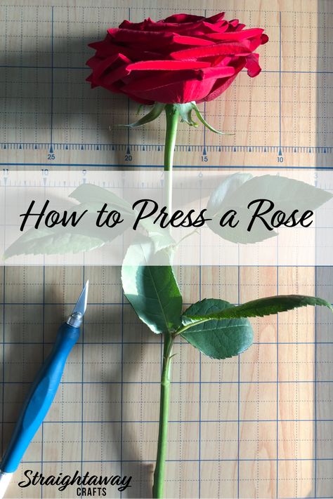 Learn how to press roses at straightawaycrafts.com Pressed flowers make amazing keepsakes and DIY craft projects. #StraightawayCrafts #PressedFlowers #DIY #Crafts #Rose #DIYCrafts #DIYCraftIdeas #DIYCraftProjects #CraftSupplies #Upcycle #EasyCrafts #PressedFlowers #HowTo #CraftHowTo #CraftTutorial Pressed Flowers Diy How To Make, How To Press White Roses, Rose Pressed Flower, Pressed Rose Art, Saving Roses Dried Flowers, Pressed Roses Diy, How To Dry Roses Diy, How To Save A Rose Forever, Pressing Roses Diy