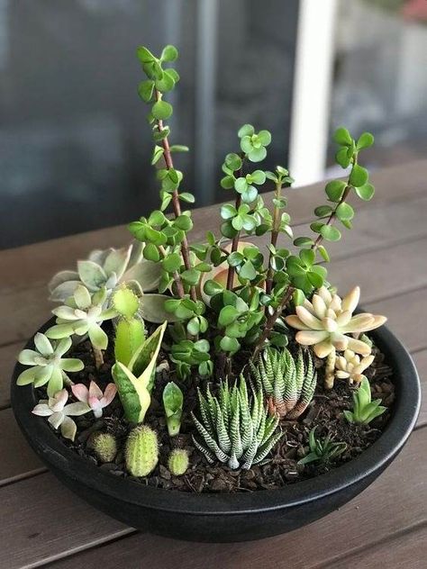 15 Mesmerizing Cactus and Succulent Dish Garden Ideas - 122 Succulent Bowl Indoor, Succulent Arrangements Indoor, Mini Cactus Garden, Succulent Garden Landscape, Succulent Bowls, Succulent Display, Succulent Garden Indoor, Succulent Garden Design, نباتات منزلية